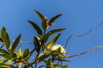 Syzygium jambos pertenece a la familia de Myrtaceae.