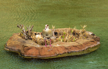 Egyptian geese nest in one of the lakes in Japanese Tea Garden San Antonio in Texas