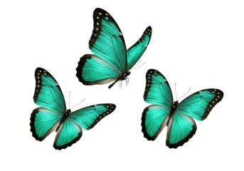 Three vibrant teal butterflies with intricate black/white patterns and iridescent blue markings, dynamically arranged mid-flight against a pristine transparent shadowless background, ultra-realistic