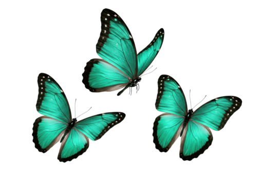 Three vibrant teal butterflies with intricate black/white patterns and iridescent blue markings, dynamically arranged mid-flight against a pristine transparent shadowless background, ultra-realistic