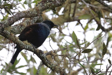 tui