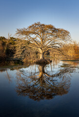Obraz premium Large cypress tree reflects in the still water of the Comal River in Landa park New Braunfels in Texas