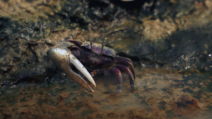 Fiddler crab sitting on wet sand near water edge
