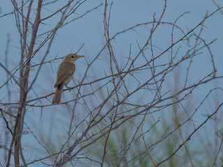 Sykes's Warbler Iduna rama perched in scrubland migratory songbird Pakistan pale plumage insectivorous behavior booted warbler wildlife conservation nature photography