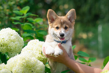 Corgi Puppy with Hydrangeas