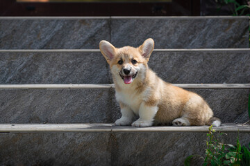 Smiling Corgi Puppy Sitting on Stairs