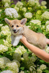 Smiling Corgi Puppy in Hands with Hydrangeas