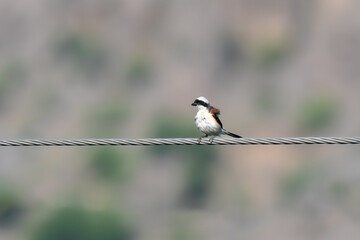 Bay-backed Shrike Lanius vittatus

Colorful shrike, perches on exposed branches, hunting insects....