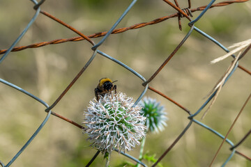 A bumblebee collecting pollen from a flower 
