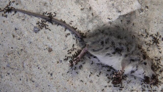 Ants eating a dead gray mouse. A group of ants swarm over the lifeless body of a gray mouse lying on the ground.
