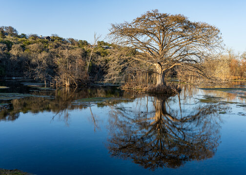 Large cypress tree reflects in the still water of the Comal River in Landa park New Braunfels in Texas