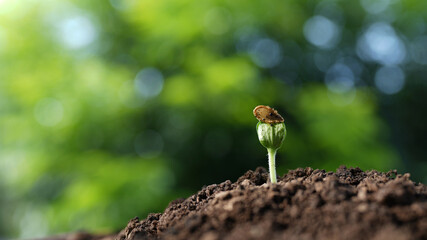 Closeup of small sprout growing with lush and bokeh light background
