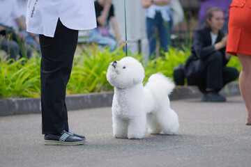 Bichon Frise Looking Up at Handle