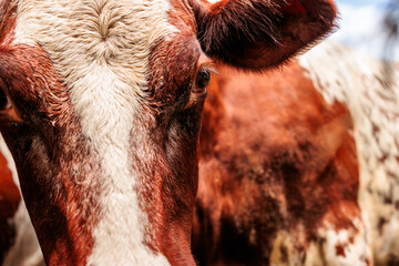 A close-up of the cow looking right at the camera at Old World Wisconsin on July 4th