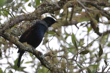 tui