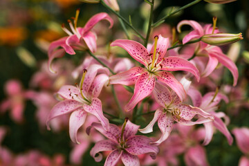 A beautiful pink, garden, Asian lily, Morfo, on a sunny day.