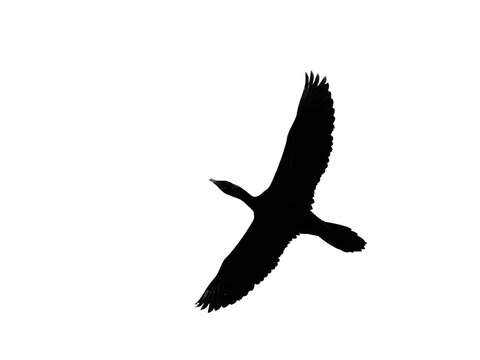 Black and white b/w black bird white background silhouette Little Cormorant Microcarbo niger

Black plumage. Dives for fish in freshwater coastal areas. Often seen basking or drying its wings - Powered by Adobe
