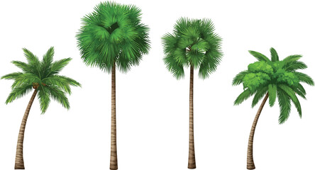 Obraz premium Four palm trees of various species isolated on a transparent background