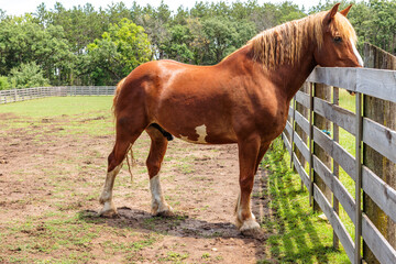A large work horse relaxing with its head over the fence at Old World Wisconsin, near Eagle, Wisconsin on July 4th