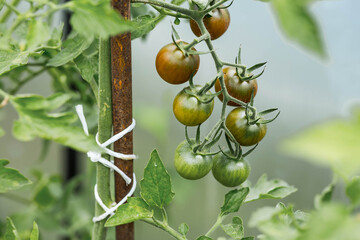 Tomato seedlings are grown in the ground on raised beds in a greenhouse. Green tomatoes on branches. The concept of tomato ripening and farming.