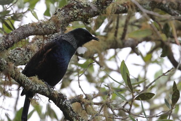 tui