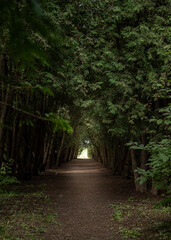 A scenic avenue lined with towering, mature arborvitae (thuja) trees, their dense green foliage forming a dramatic canopy overhead. 
