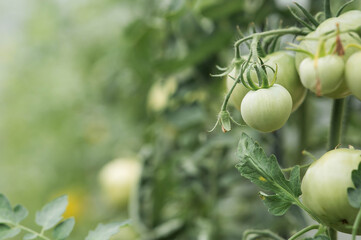 Tomato seedlings are grown in the ground on raised beds in a greenhouse. Green tomatoes on branches. The concept of tomato ripening and farming.