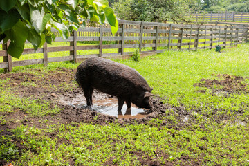 A large pig enjoying the mud hole with water on a hot July 4th at Old World Wisconsin near Eagle, Wisconsin
