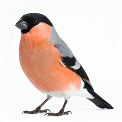 Fototapeta premium Bullfinch perched serenely, showcasing vivid plumage details, isolated on white background