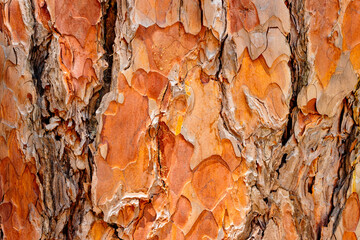 Close-up of red pine bark in early July near Trout Lake, Boulder Junction, Wisconsin