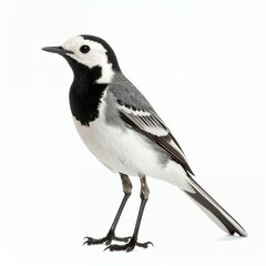 Naklejka premium Elegant pied wagtail bird portrait displaying monochrome plumage detailing on white background
