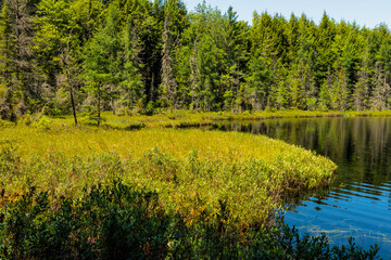 The bog shoreline in early July along Devils Lake shoreline near Boulder Junction, Wisconsin is very colorfully green in the afternoon