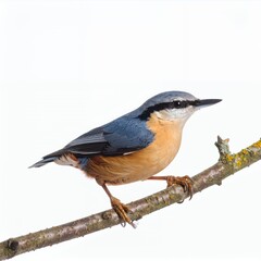 Fototapeta premium Eurasian nuthatch perched gracefully on a delicate branch, contrasting plumage on white background