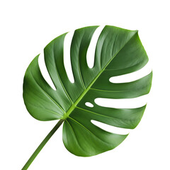 Monstera Leaf Close-Up A Stunning Green Tropical Plant with Natural Beauty and Unique Split Leaf Design