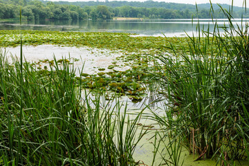 A section of shoreline along Pike Lake filled with white water lilies in early July