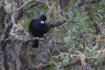 Tui