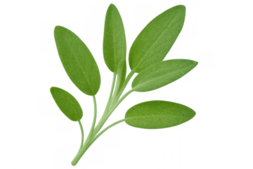 Green sage leaves scattered against clear backdrop, highlighting herbal botanical details for creative design applications