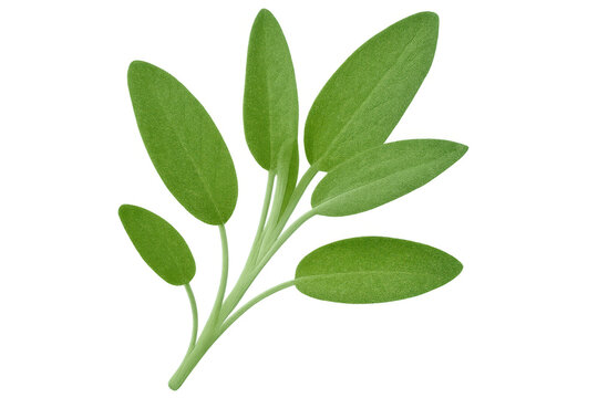 Green sage leaves scattered against clear backdrop, highlighting herbal botanical details for creative design applications
