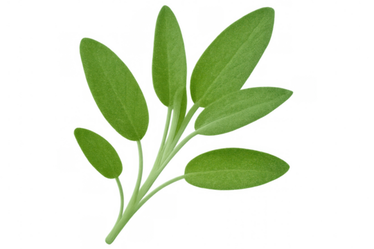 Green sage leaves scattered against clear backdrop, highlighting herbal botanical details for creative design applications