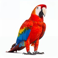 Fototapeta premium Vibrant plumage of a scarlet macaw perched gracefully with focused gaze on white background