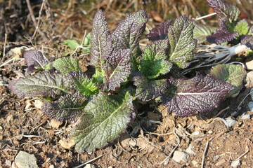 Close-up of Korean purple mustard leaves