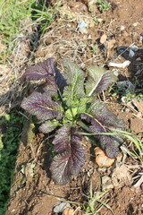 Korean mustard plant with wide wrinkled leaves in early spring