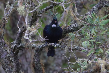 tui