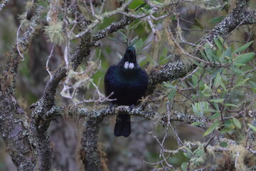 tui