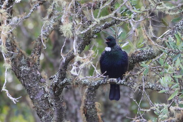 tui