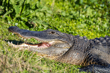 Large wild American Alligator basking in the sun at Sweetwater Wetland wildlife sanctuary in Gainesville Florida.