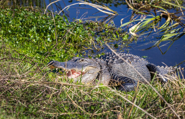 Large wild American Alligator basking in the sun at Sweetwater Wetland wildlife sanctuary in...