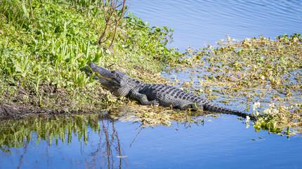 Large wild American Alligator basking in the sun at Sweetwater Wetland wildlife sanctuary in...