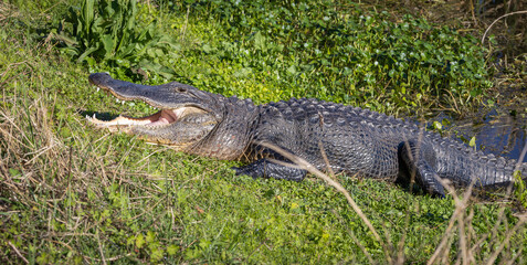 Large wild American Alligator basking in the sun at Sweetwater Wetland wildlife sanctuary in Gainesville Florida.