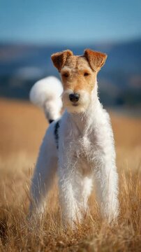 cute Airedale Terrier dog at autumn nature field 
